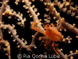Tiny crab living on the sea fan. It was taken when night ... by Ria Qorina Lubis 
